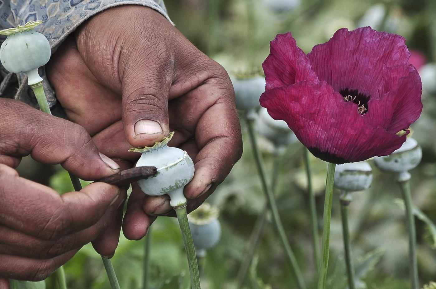A man lances a poppy bulb to extract the sap, which will be used to make opium, at a field in the municipality of Heliodoro Castillo, in the mountain region of the state of Guerrero January 3, 2015. According to local media, 42% of the poppies produced in Mexico come from the state of Guerrero, where impoverished farmers in the mountain cultivate opium poppies as cash crop due to the extreme poverty in where they live. Picture taken January 3, 2015. REUTERS/Claudio Vargas (MEXICO - Tags: DRUGS SOCIETY POVERTY AGRICULTURE)