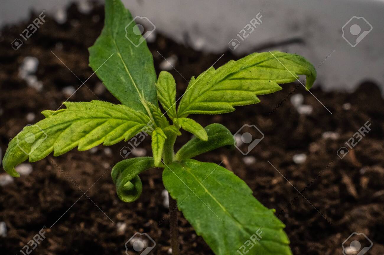 Sprout of medical marijuana plant growing indoor. Cannabis plant