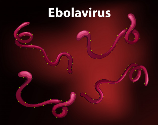 Ebola: il suo divampare in Africa causerà la prossima epidemia