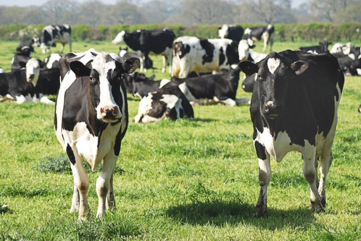 Cop26: micro accordo sulle emissioni di metano (mucche tremate)