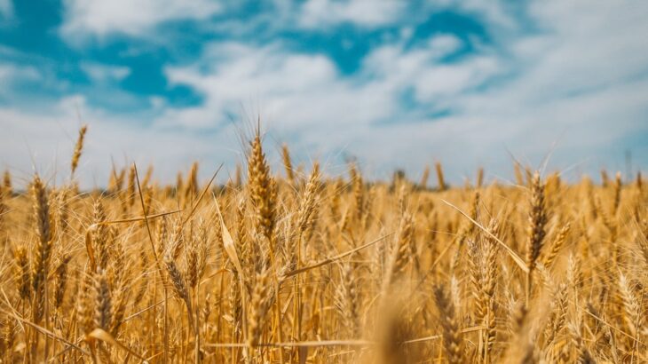 Crisi ucraina: il grimaldello per far entrare gli OGM nella UE