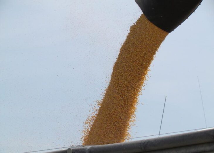 Ucraina: crollo del 35% della produzione di mais, se va bene. La fame avanza