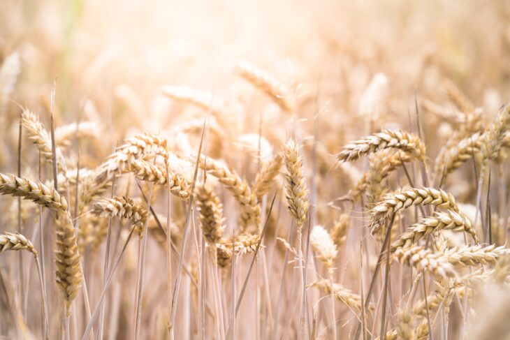 Guerra e Siccità fanno aumentare i prezzi del grano del 80% in Medio Oriente Nord Africa. Che succederà fra un mese?