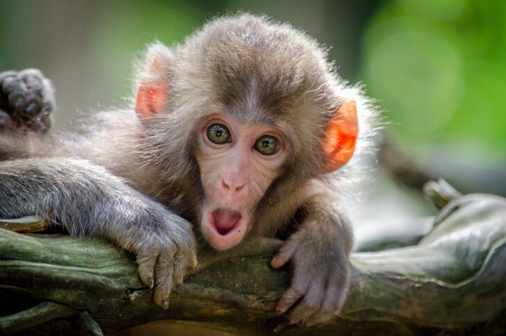 Il “Vaiolo delle scimmie” è stata un’esercitazione mondiale sanitaria nel 2021. Che strano…