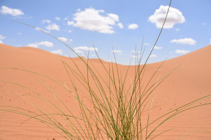 Quando il Sahara era verde e perché è diventato un deserto in un batter d’occhio