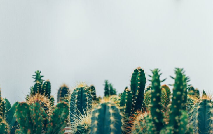 C’hai fame ? Mangiati un cactus. La ricetta del World Economic Forum per nutrire il mondo