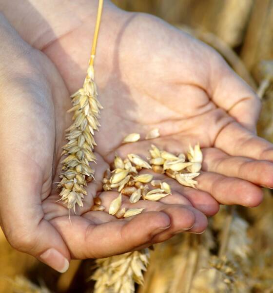 Spighe di grano