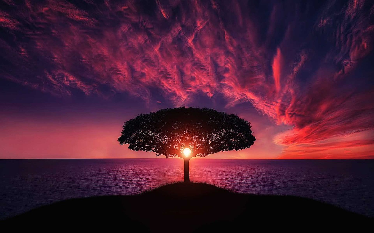 Albero al tramonto