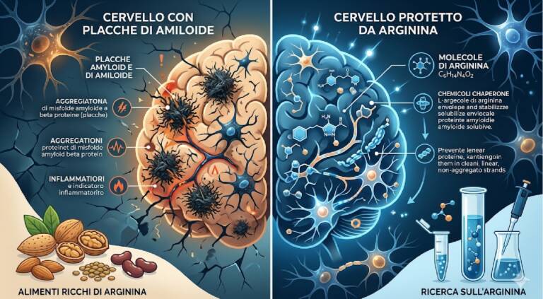 Arginina e Alzheimer: il “ripescaggio” di un amminoacido comune contro l’accumulo di amiloide