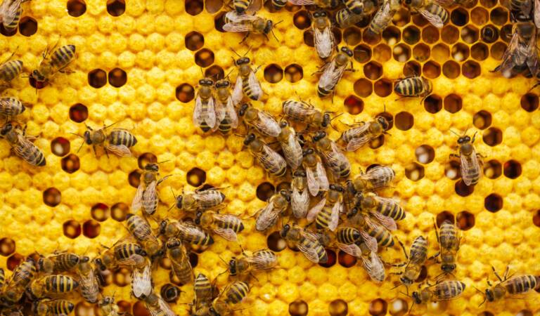 Glifosato e Api: il danno silenzioso che minaccia l’agricoltura e il miele