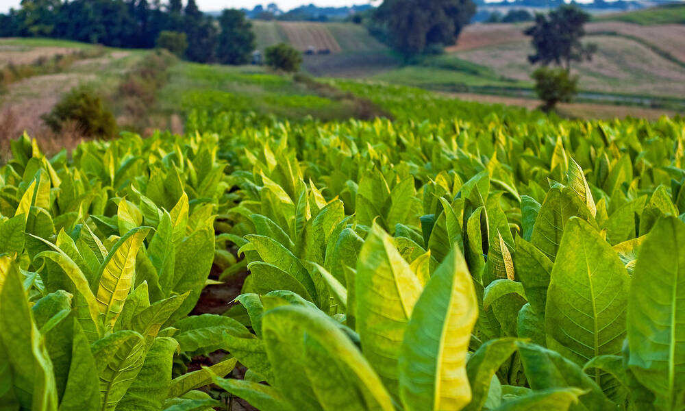 Piante di tabacco