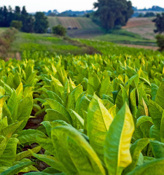 Piante di tabacco