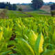 Piante di tabacco