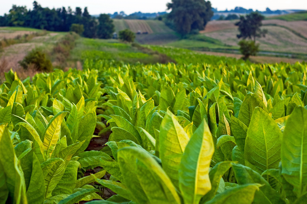 Piante di tabacco